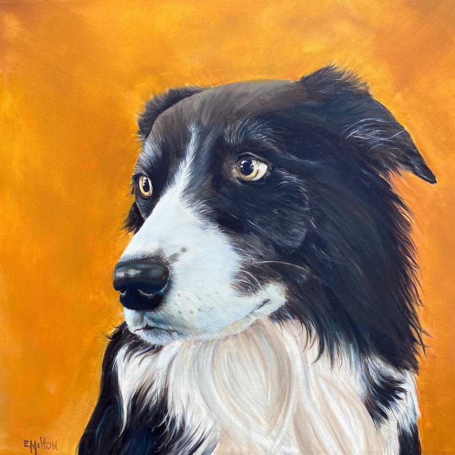 Border Collie oil portrait