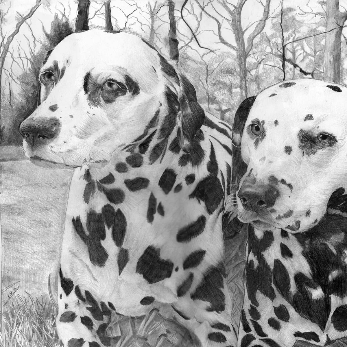 a beautifully rendered pencil sketch of a dog