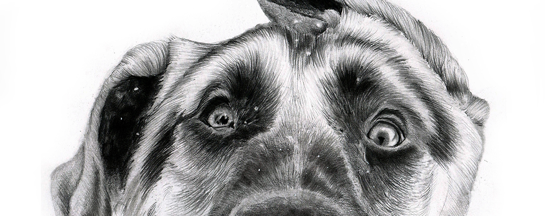 pet+pencil+artist+charlotte Close up of dog's eyes
